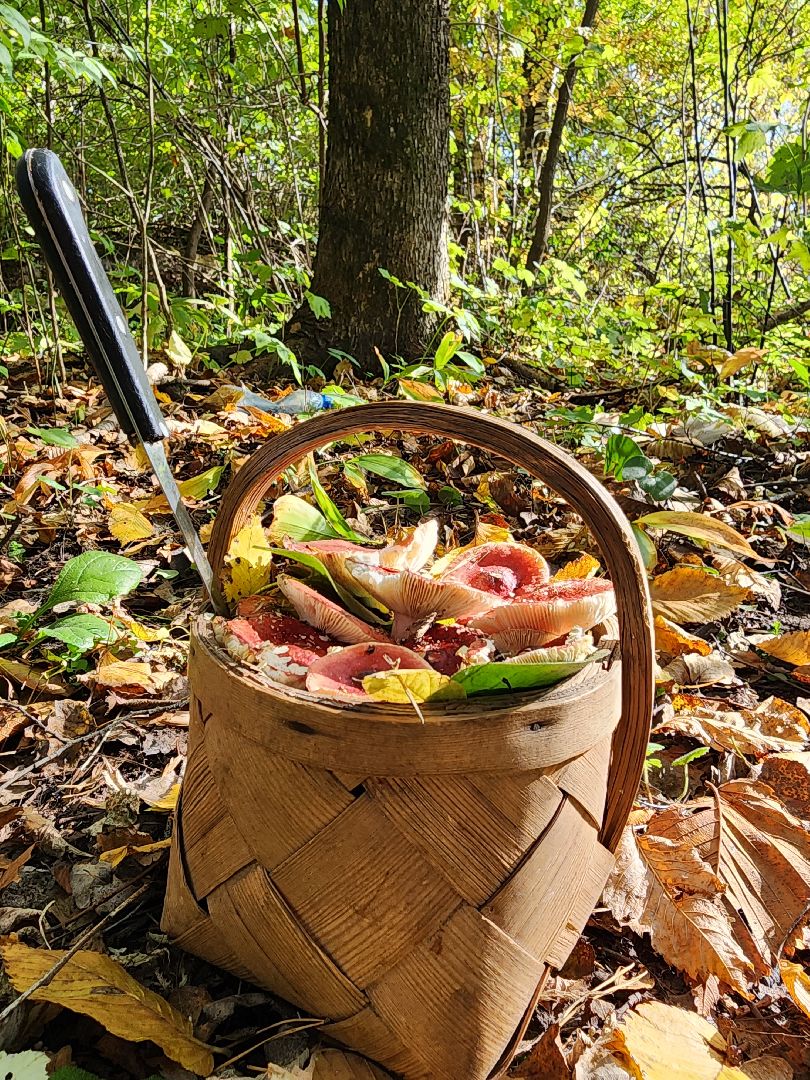 серпухов, подмосковье, грибы, лес, сбор грибов,