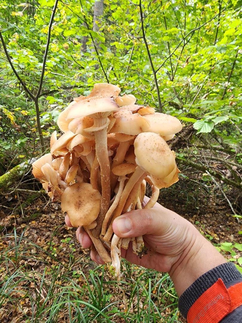 серпухов, подмосковье, грибы, лес, сбор грибов,