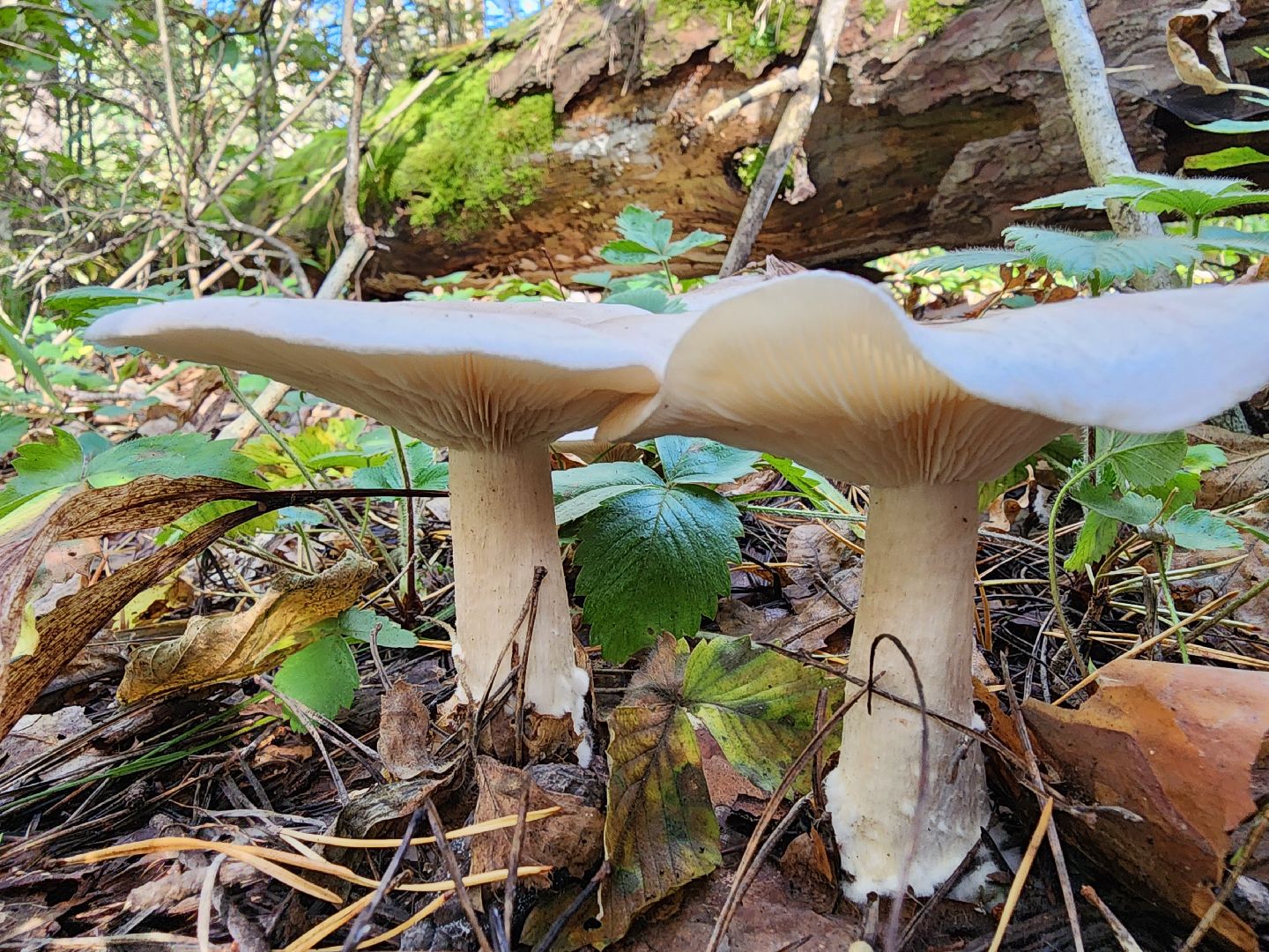 серпухов, подмосковье, грибы, лес, сбор грибов,