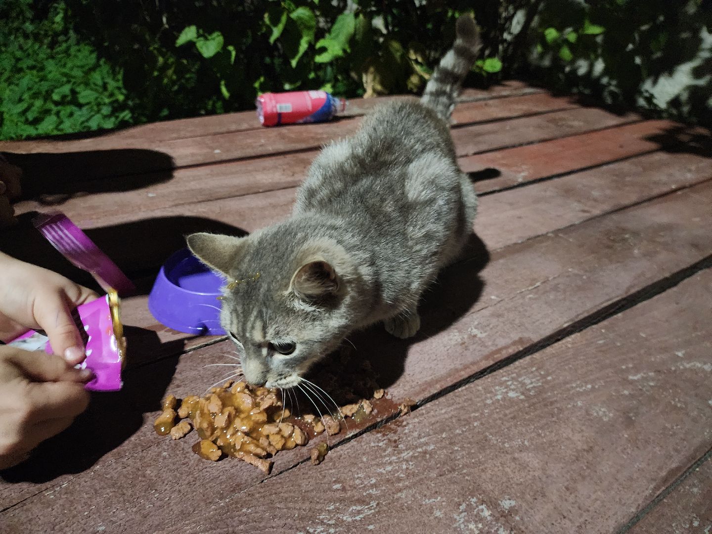 ЧП, спасли кошку, шатура,