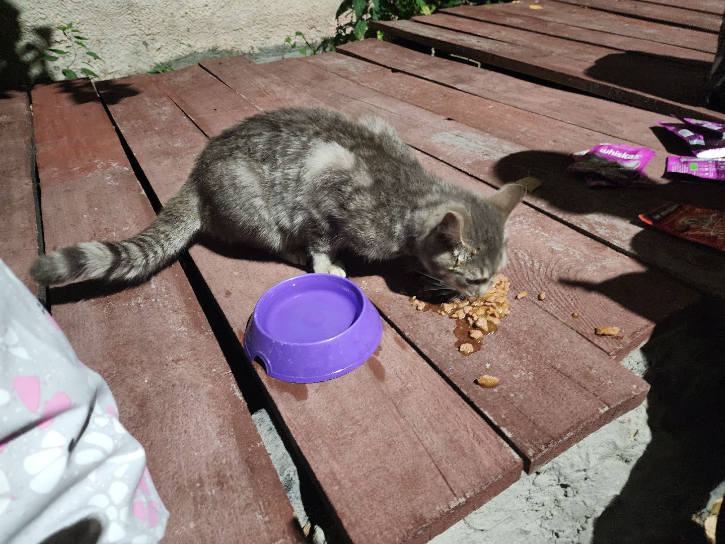 ЧП, спасли кошку, шатура,