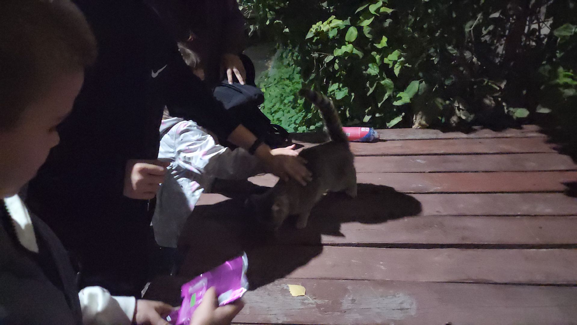 ЧП, спасли кошку, шатура,