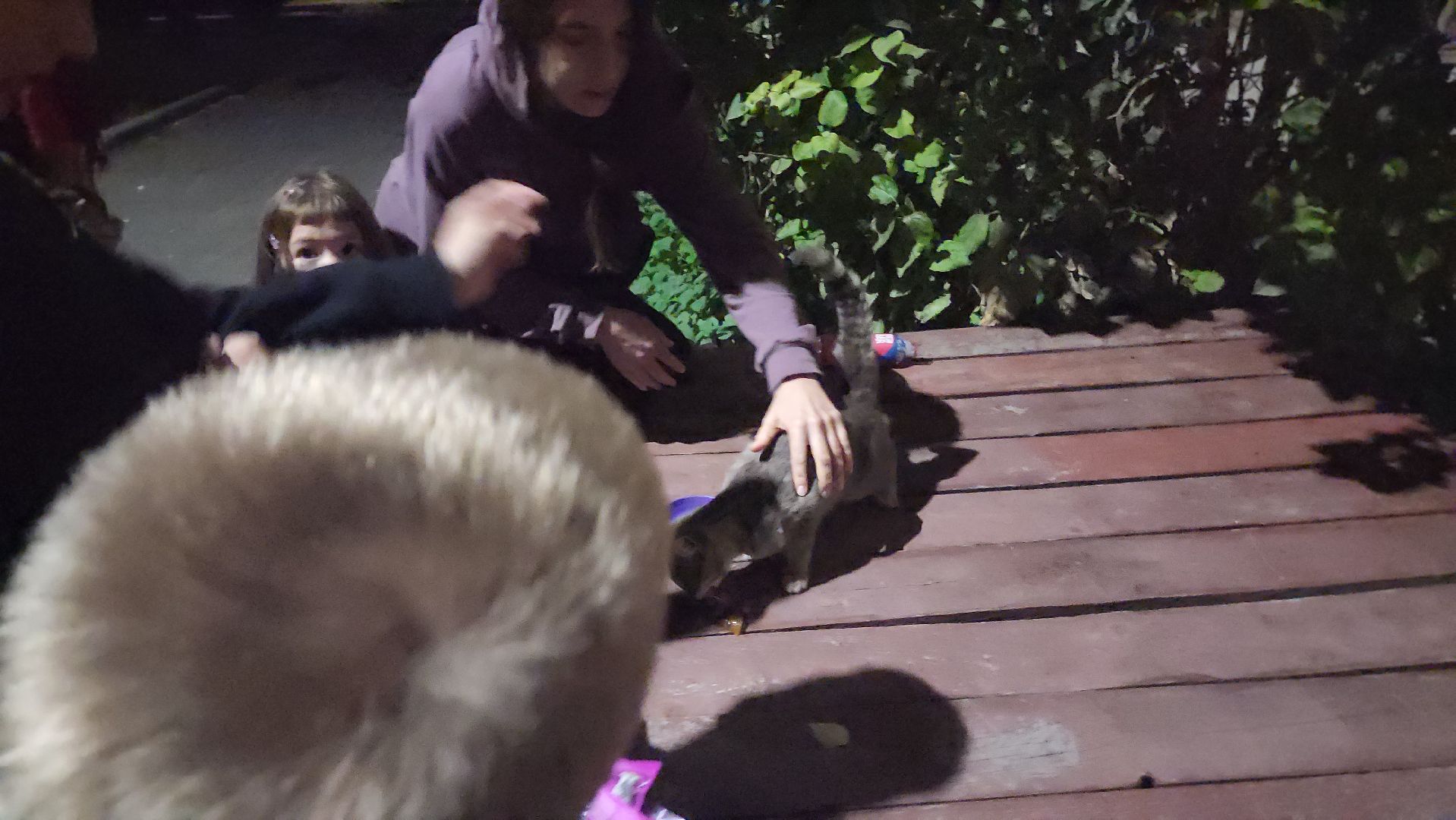 ЧП, спасли кошку, шатура,