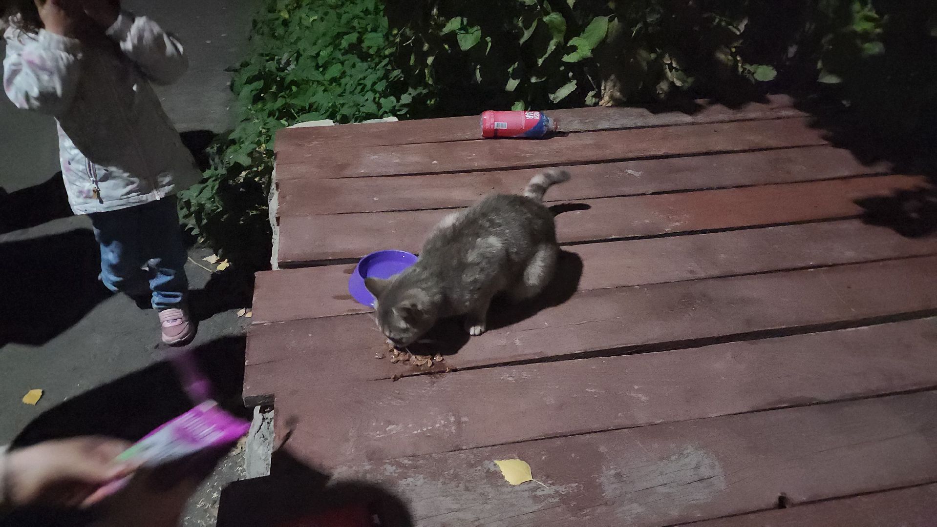 ЧП, спасли кошку, шатура,