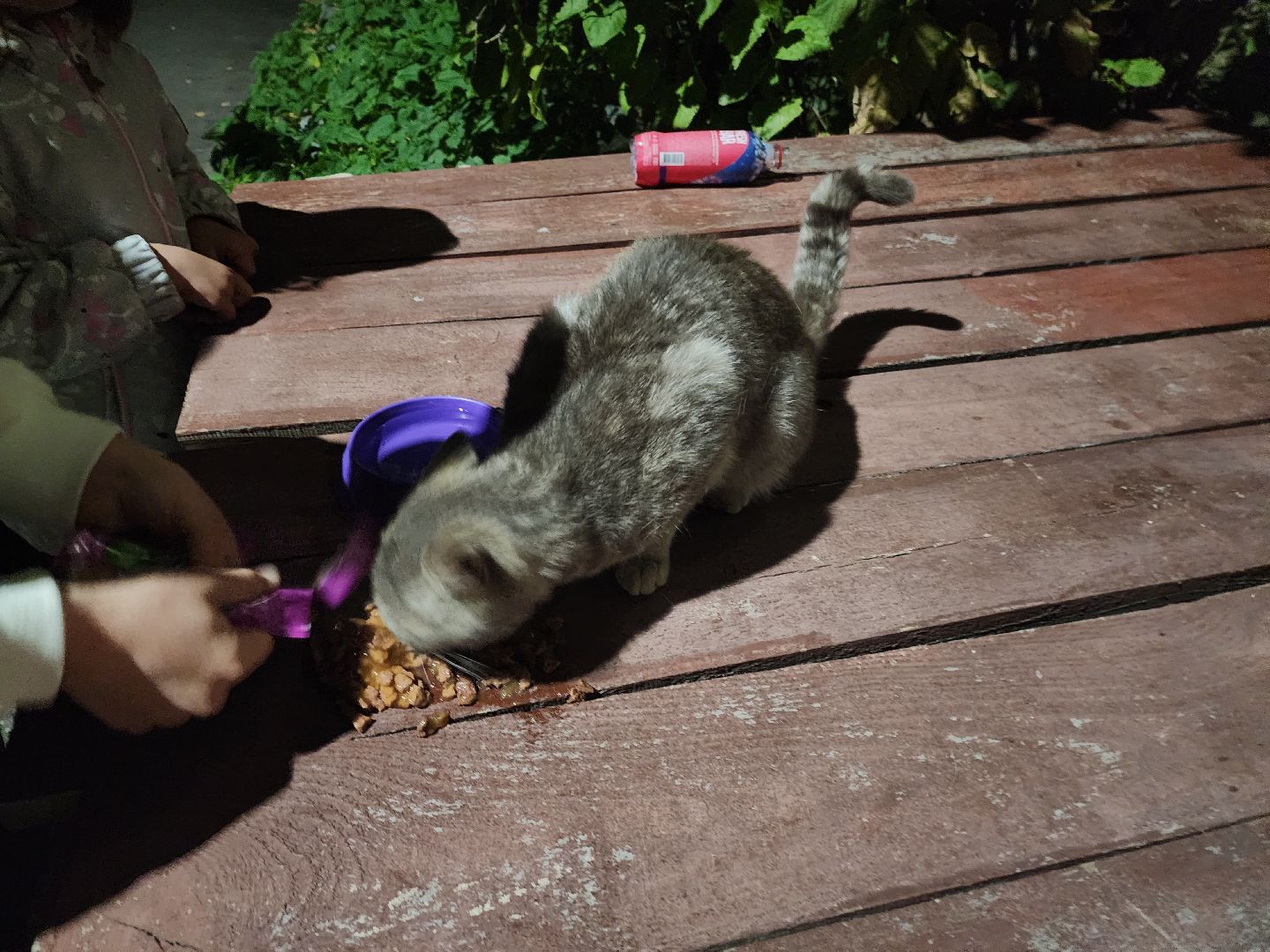 ЧП, спасли кошку, шатура,