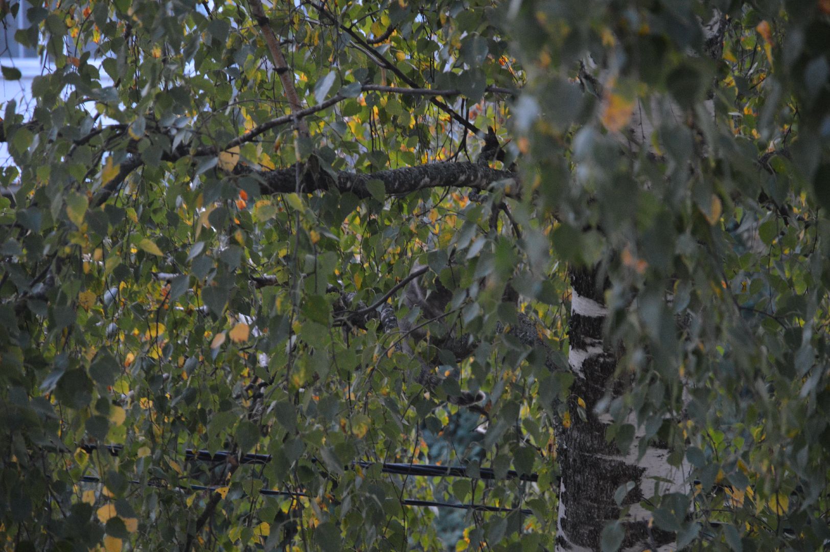 ЧП, спасли кошку, шатура,