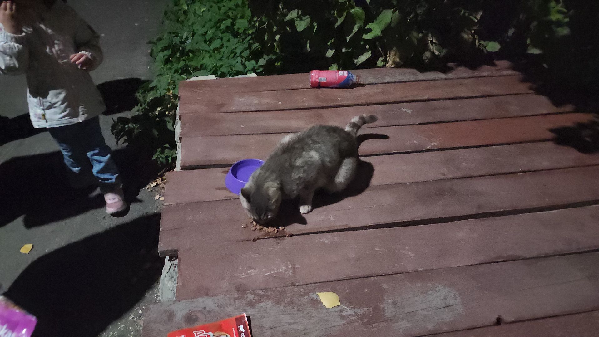 ЧП, спасли кошку, шатура,