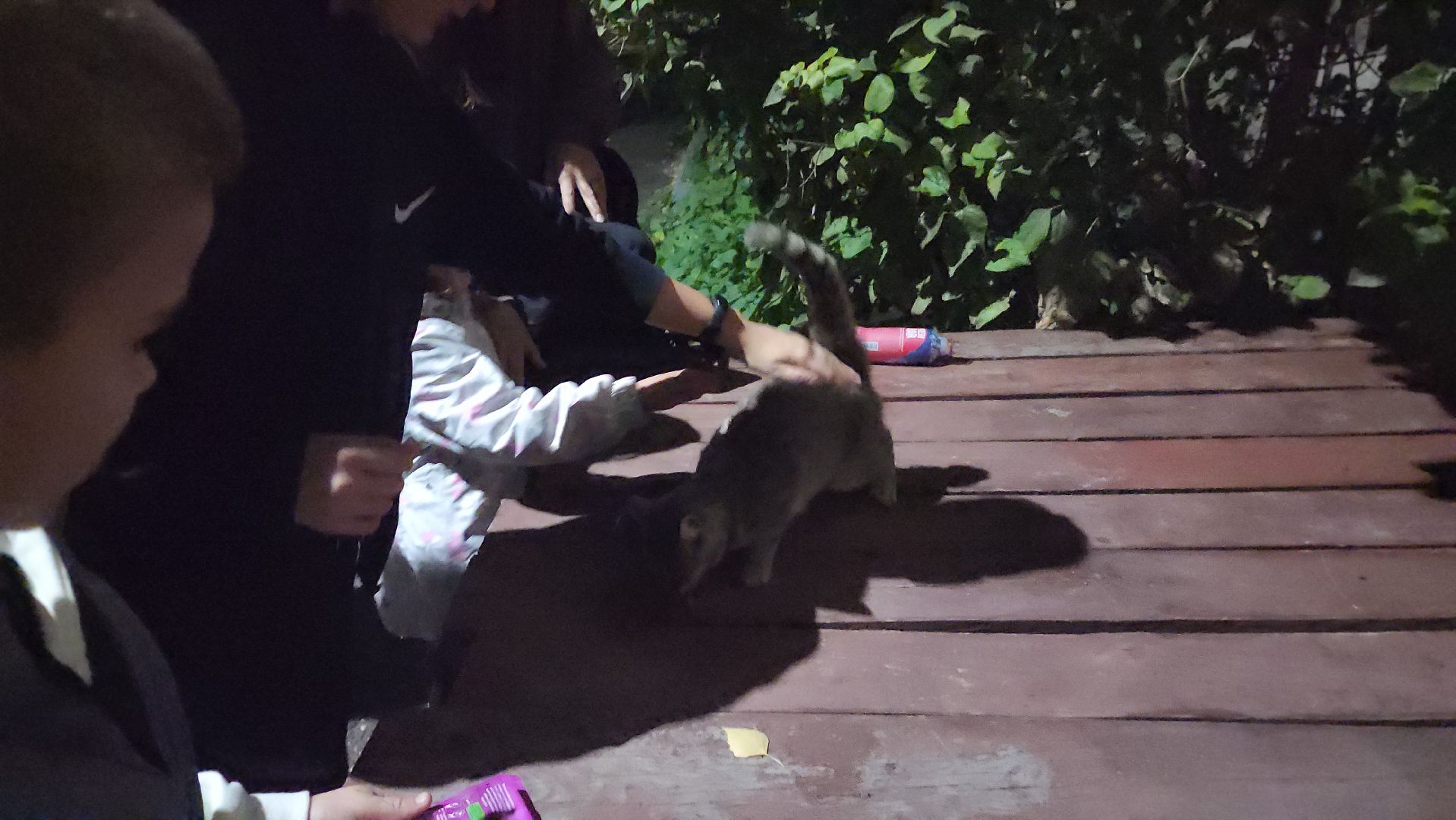 ЧП, спасли кошку, шатура,