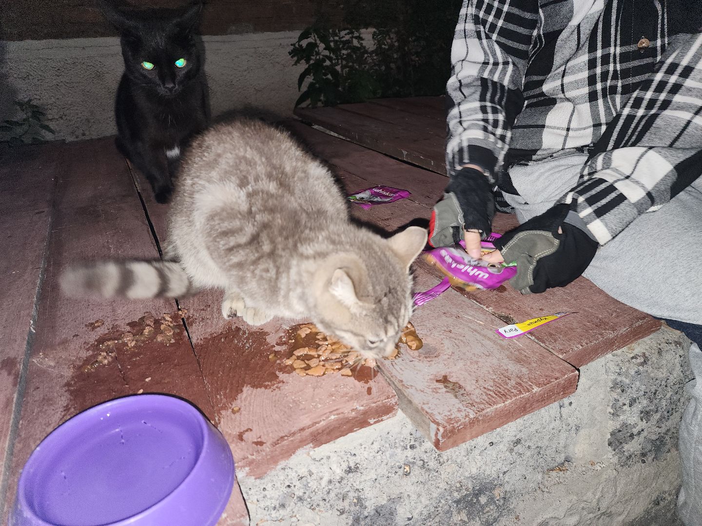 ЧП, спасли кошку, шатура,