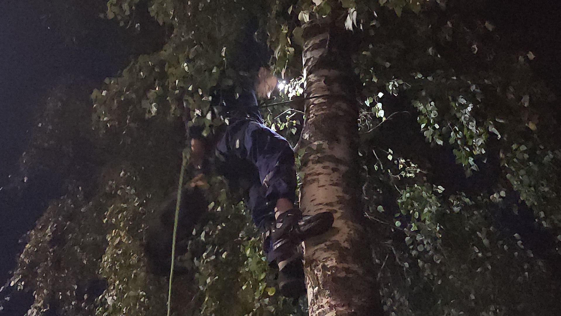 ЧП, спасли кошку, шатура,