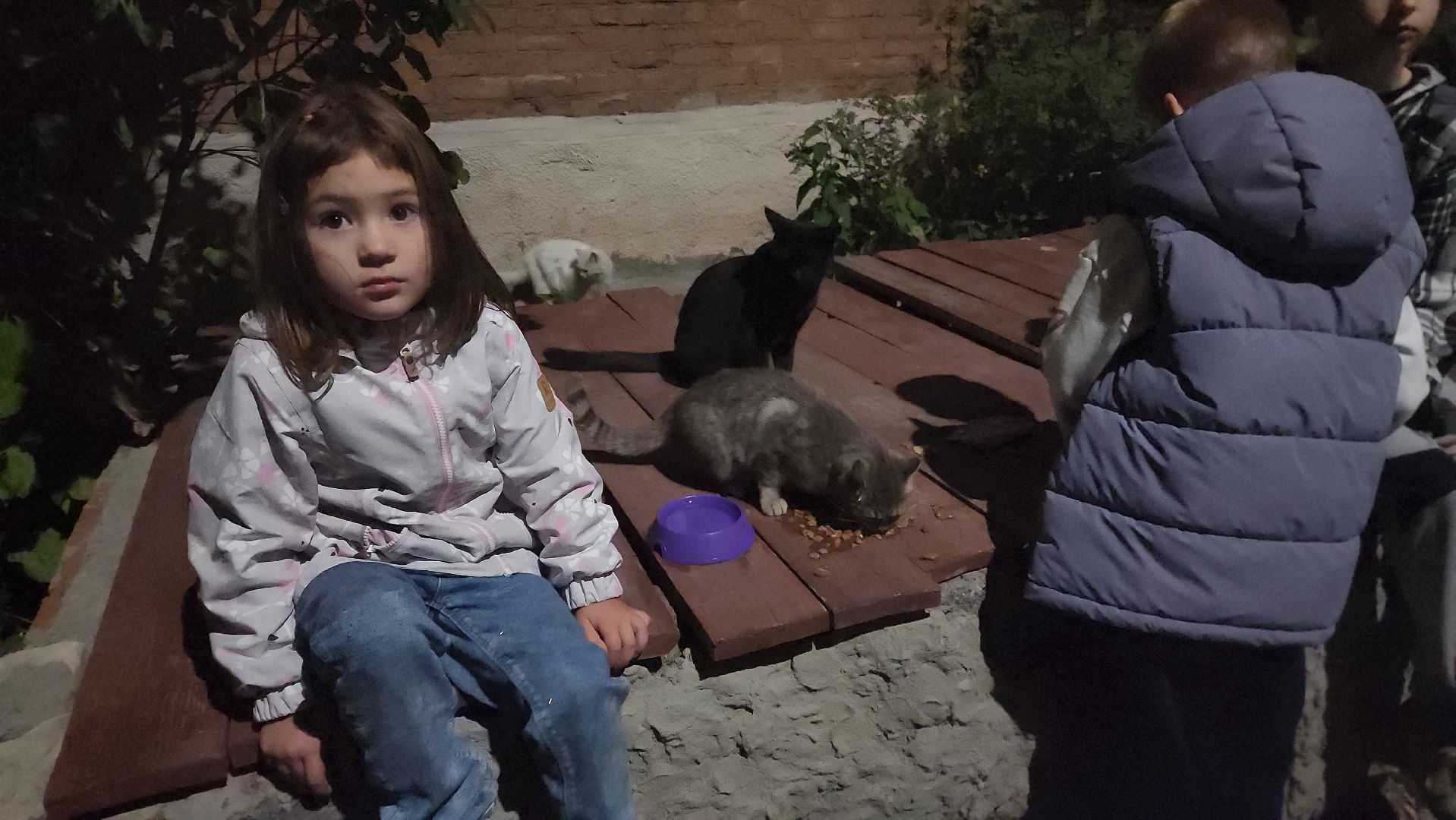 ЧП, спасли кошку, шатура,