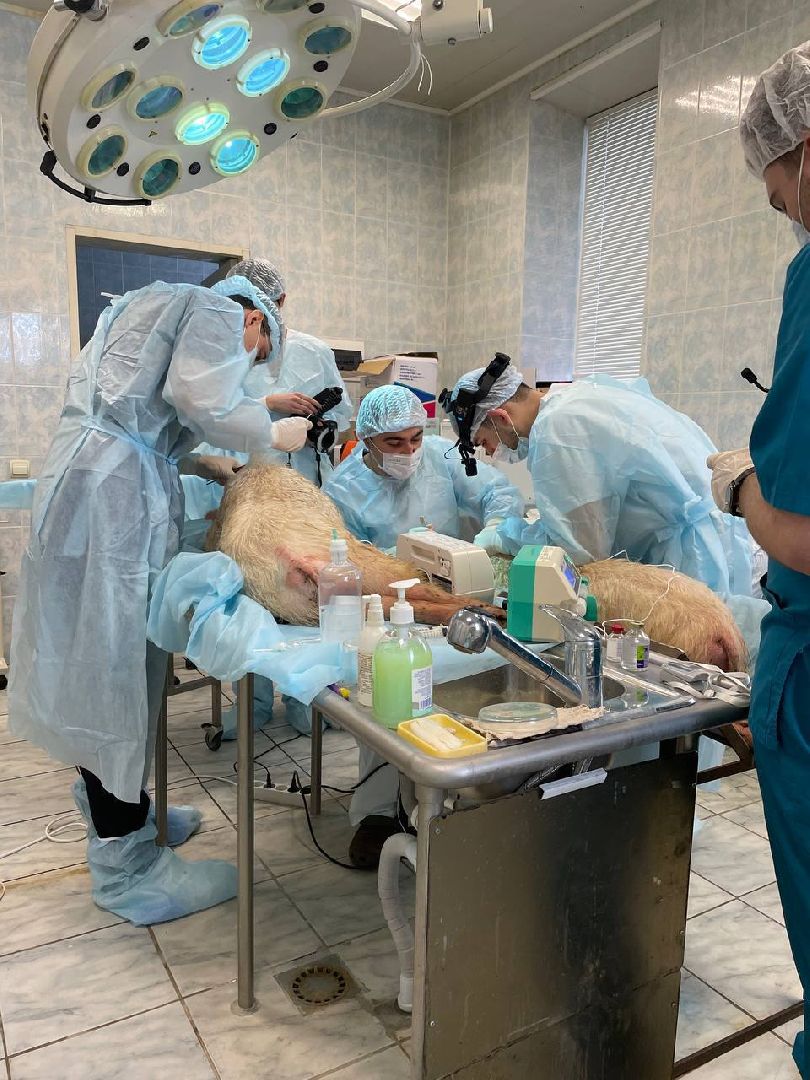 пущино, биопечать, биоинженерия,