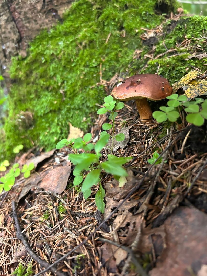 ОБЖ, ЛЕС, Грибы, белый гриб,наро-фоминск,
