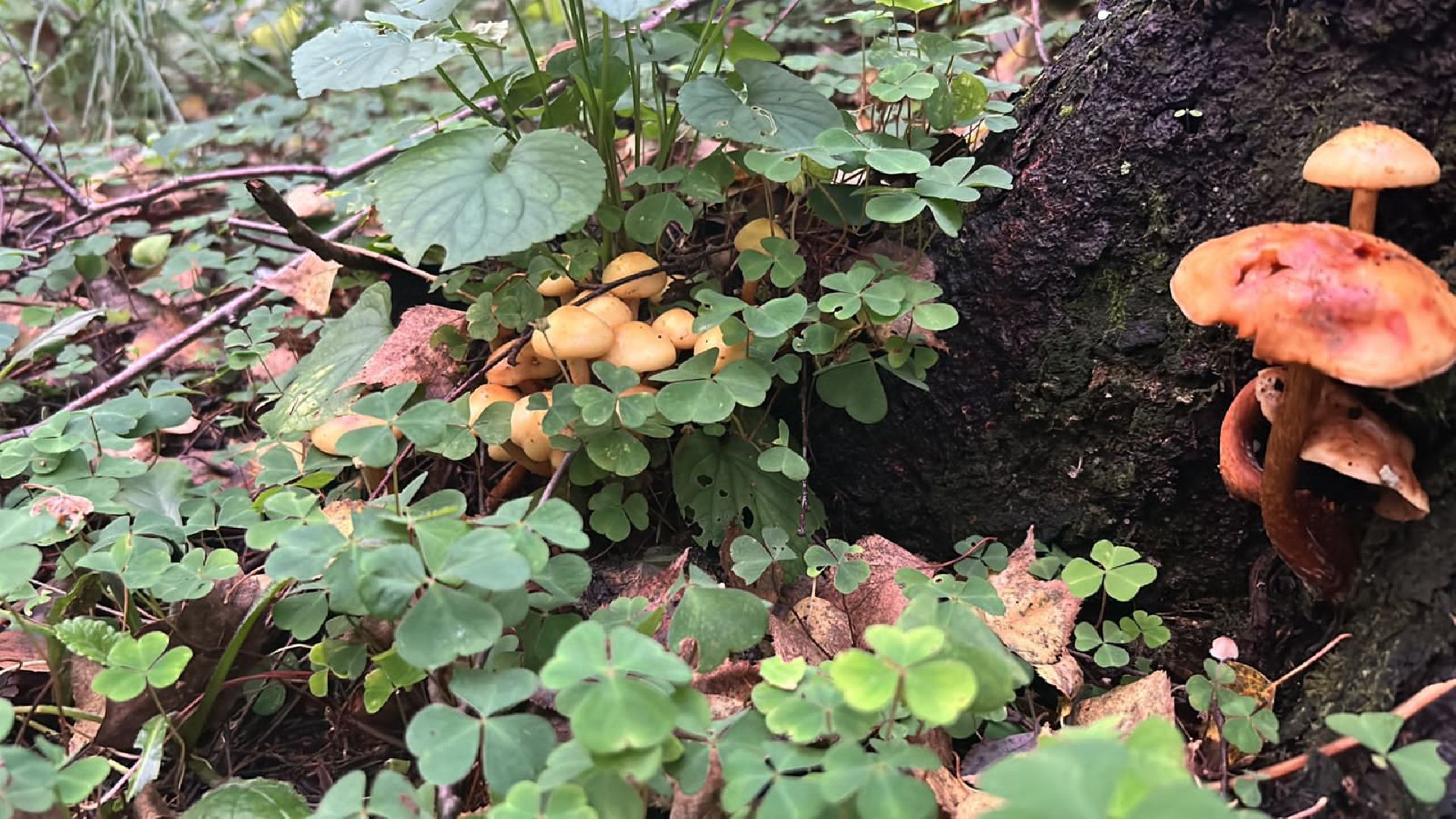 ОБЖ, ЛЕС, Грибы, белый гриб,наро-фоминск,