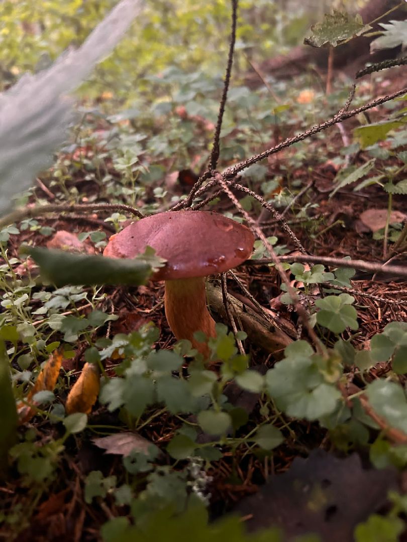 ОБЖ, ЛЕС, Грибы, белый гриб,наро-фоминск,