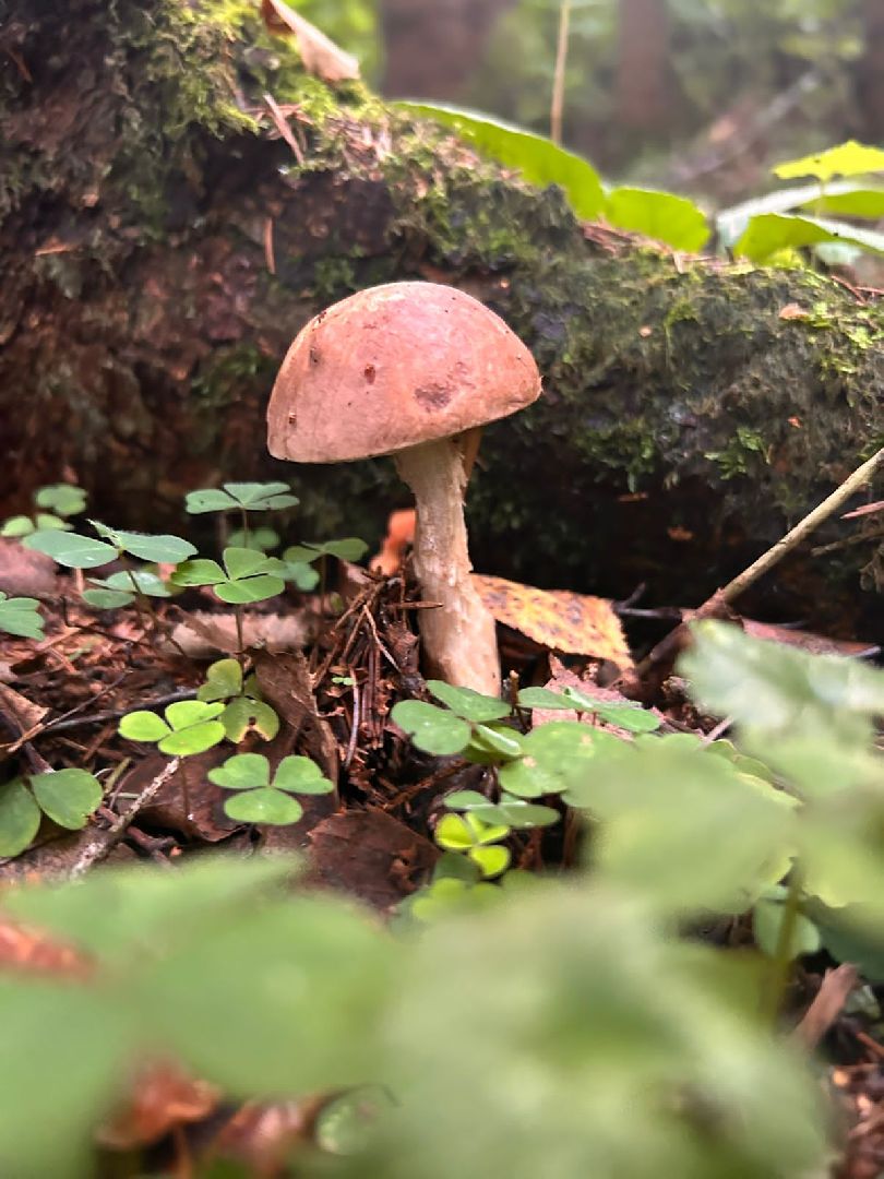 ОБЖ, ЛЕС, Грибы, белый гриб,наро-фоминск,