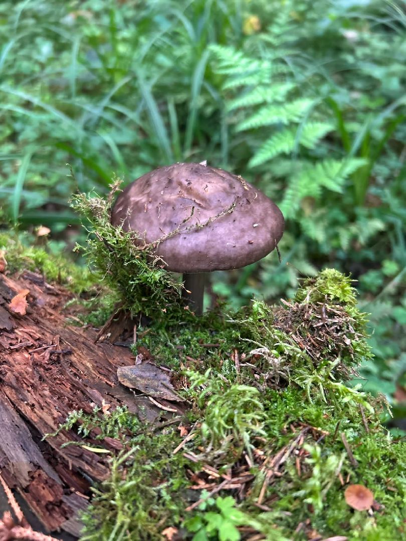 ОБЖ, ЛЕС, Грибы, белый гриб,наро-фоминск,