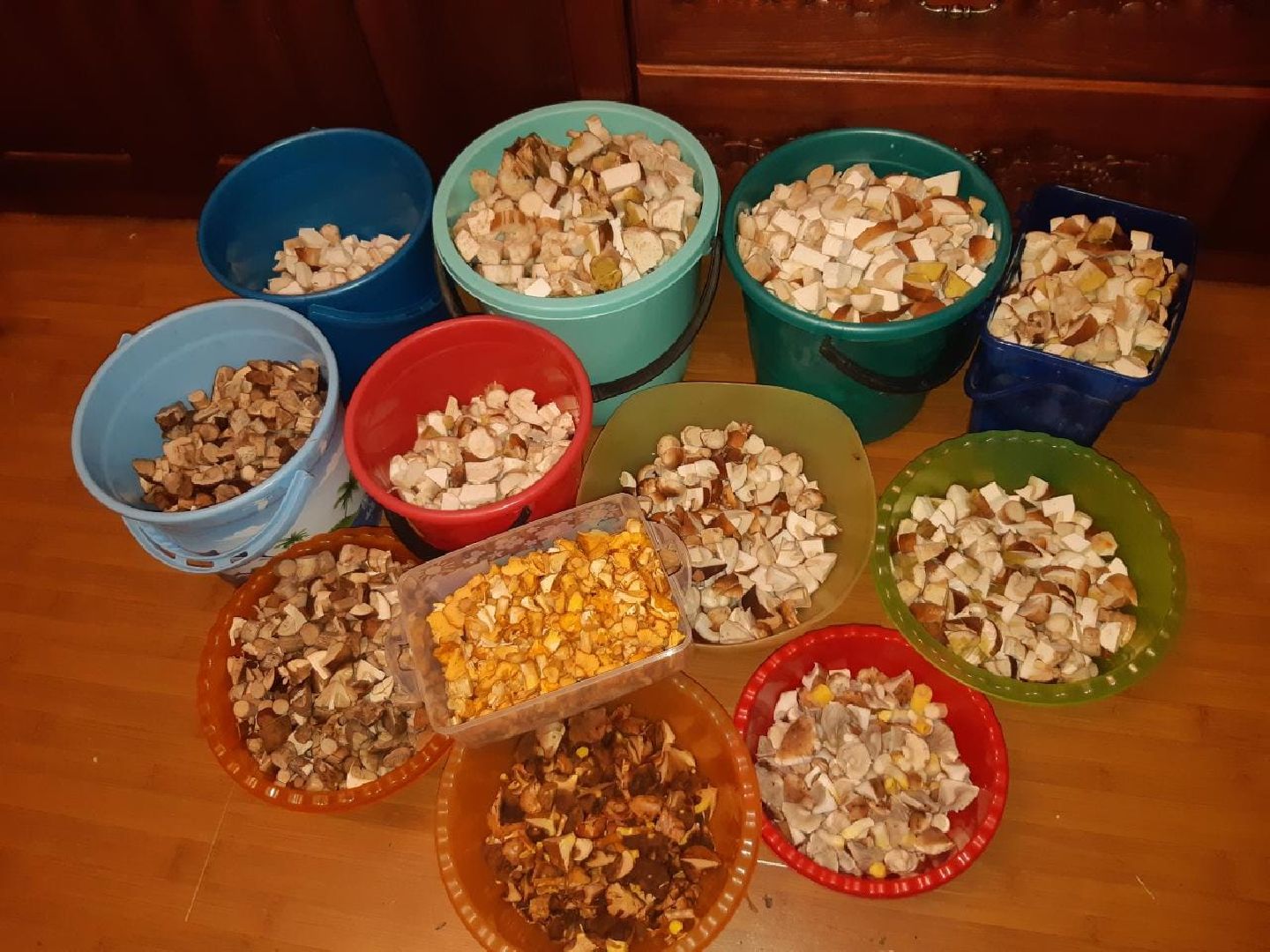 Одинцово, Белки, Грибы, Подмосковье, сбор грибов, грибной сезон, советы