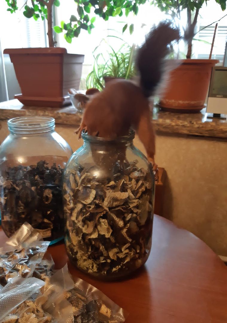 Одинцово, Белки, Грибы, Подмосковье, сбор грибов, грибной сезон, советы