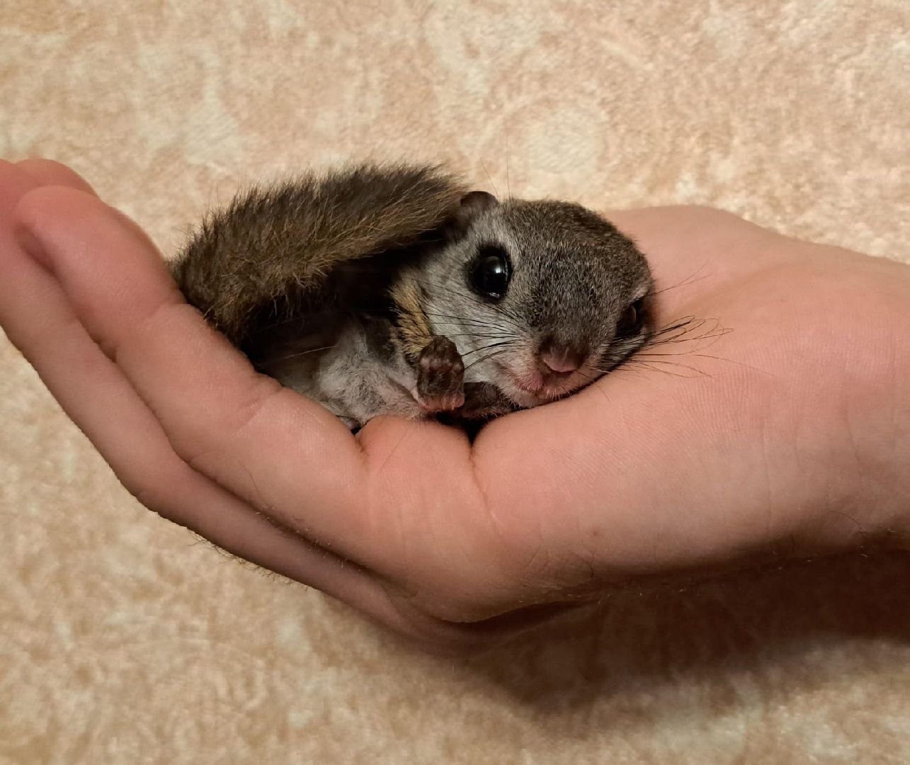 Одинцово, Белки, Грибы, Подмосковье, сбор грибов, грибной сезон, советы