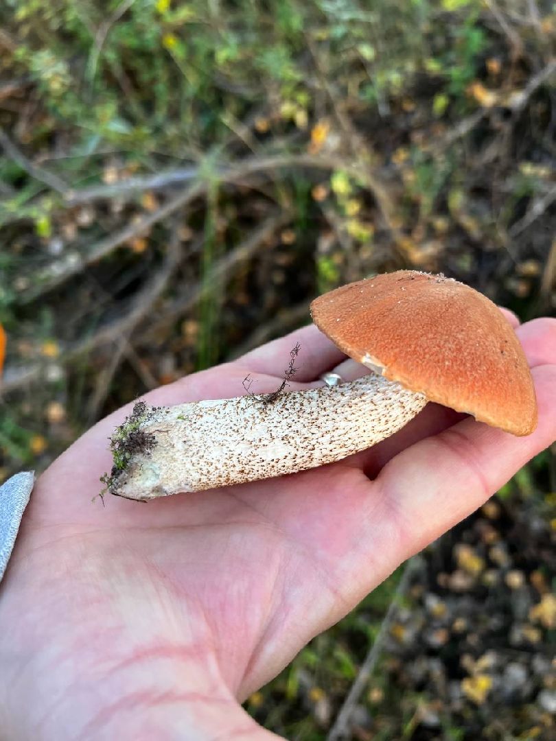 грибы, эксперт, миколог, мутация, подмосковье,