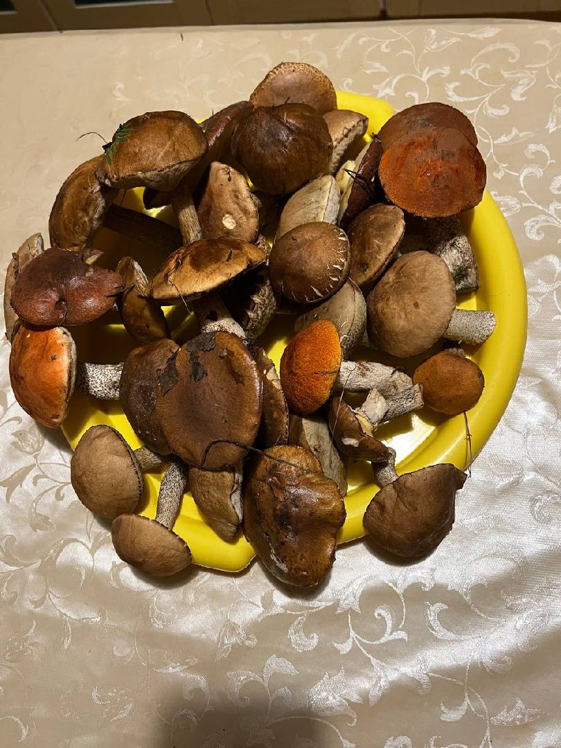 грибы, эксперт, миколог, мутация, подмосковье,