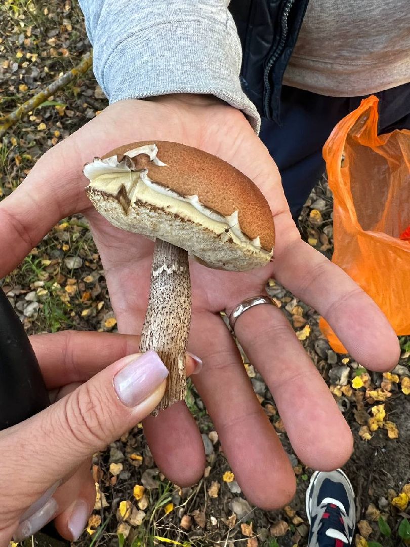 грибы, эксперт, миколог, мутация, подмосковье,