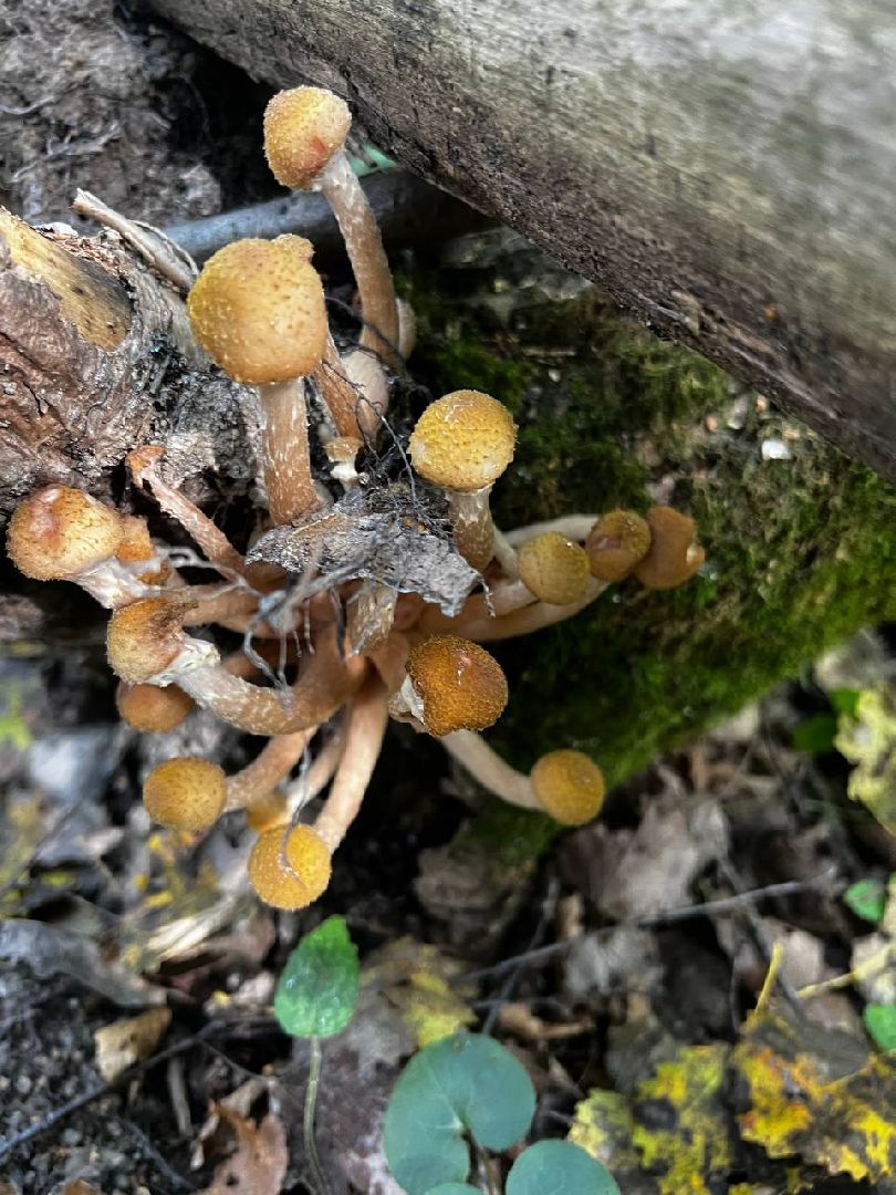 грибы, эксперт, миколог, мутация, подмосковье,