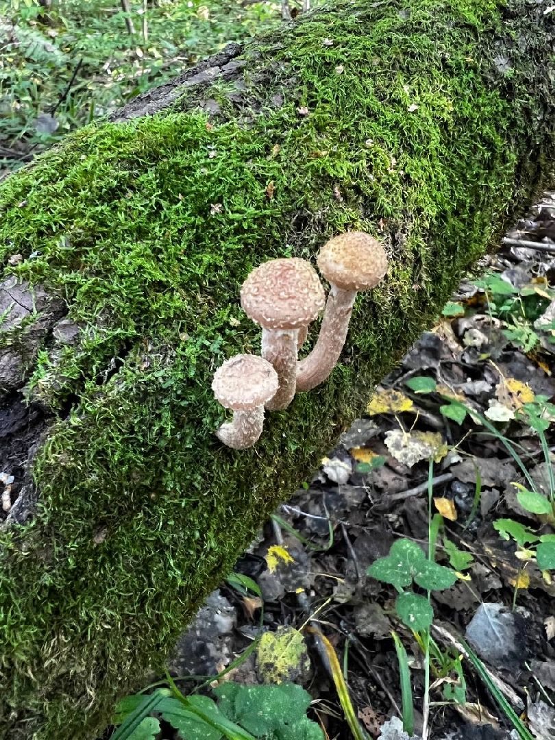 грибы, эксперт, миколог, мутация, подмосковье,