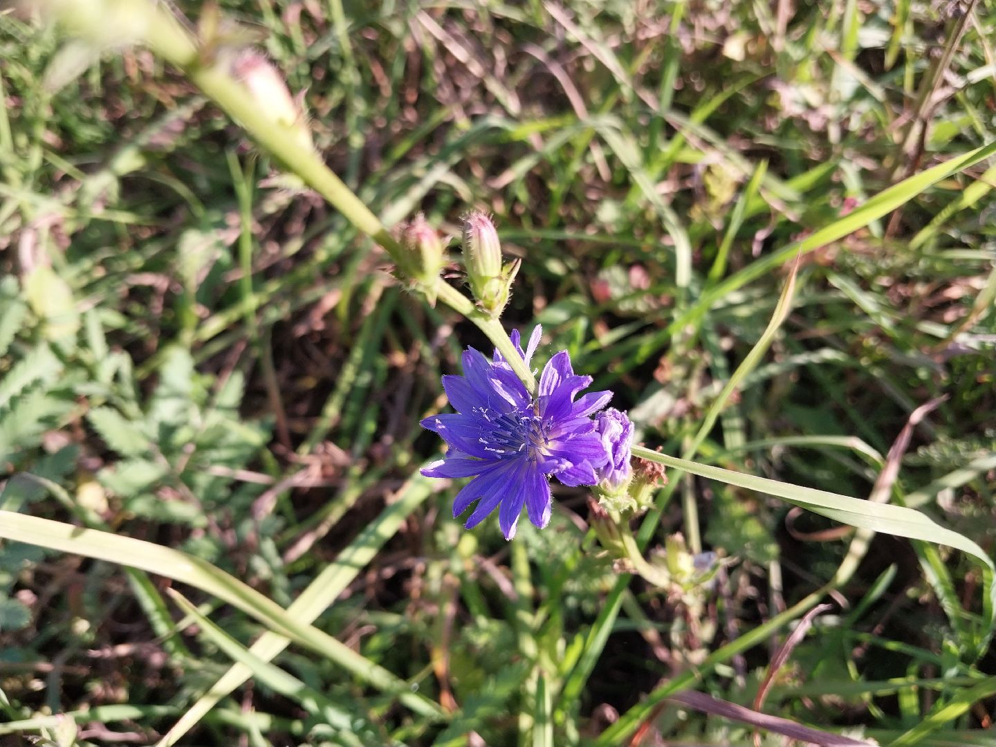 Коломна, лекарственные травы, подмосковье,
