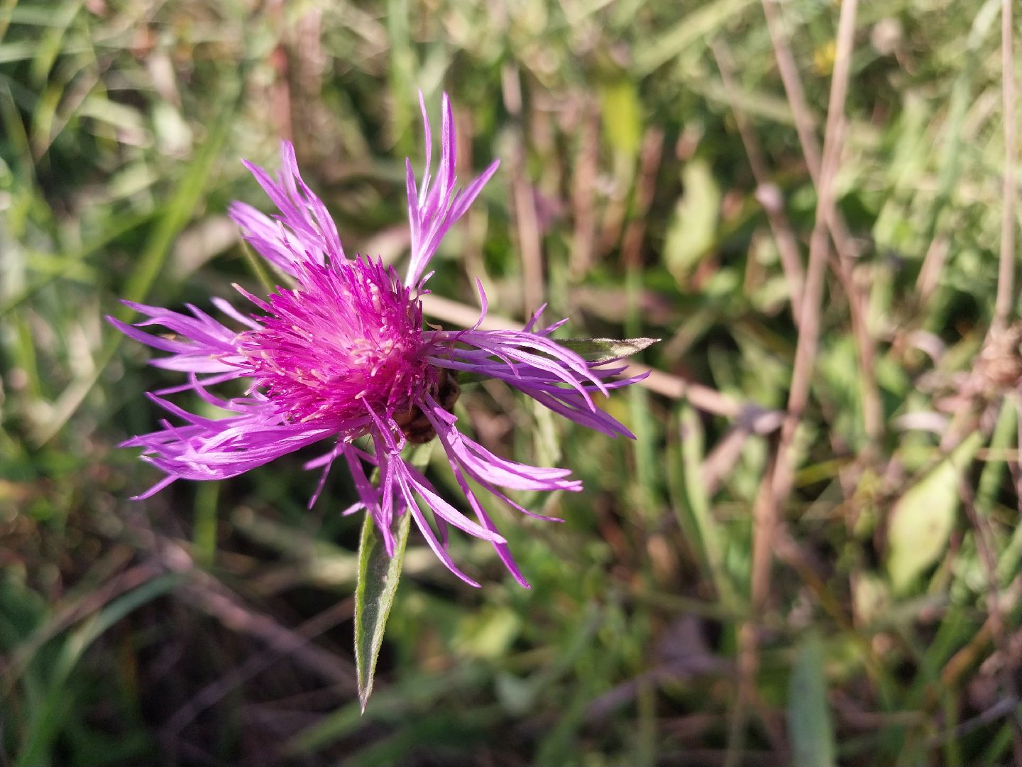 Коломна, лекарственные травы, подмосковье,