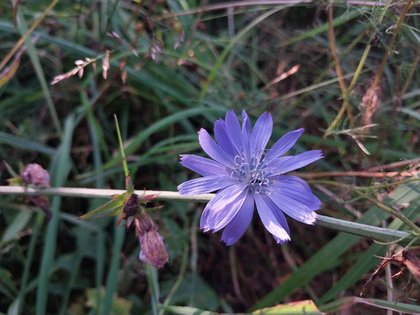 Коломна, лекарственные травы, подмосковье,