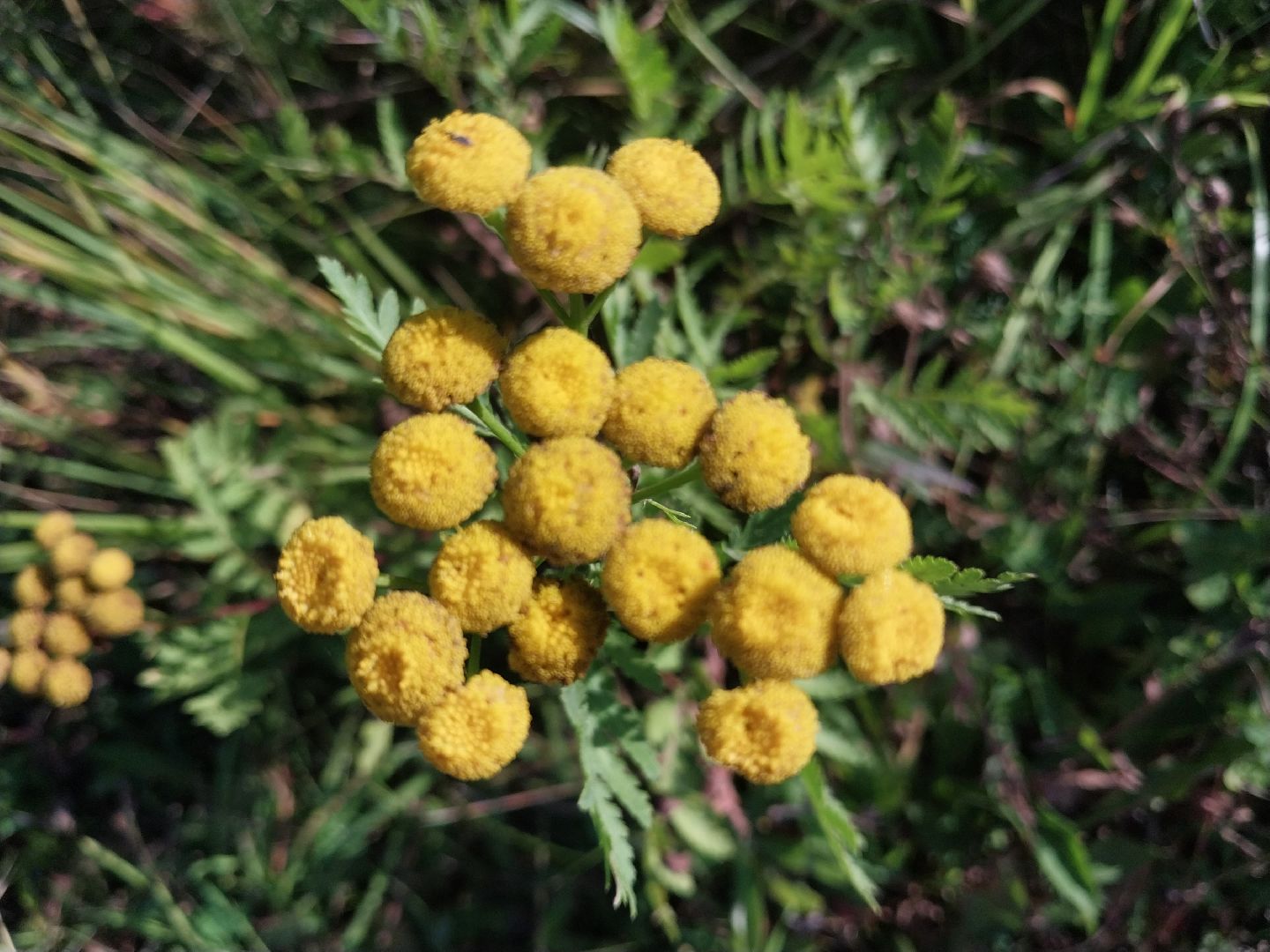 Коломна, лекарственные травы, подмосковье,