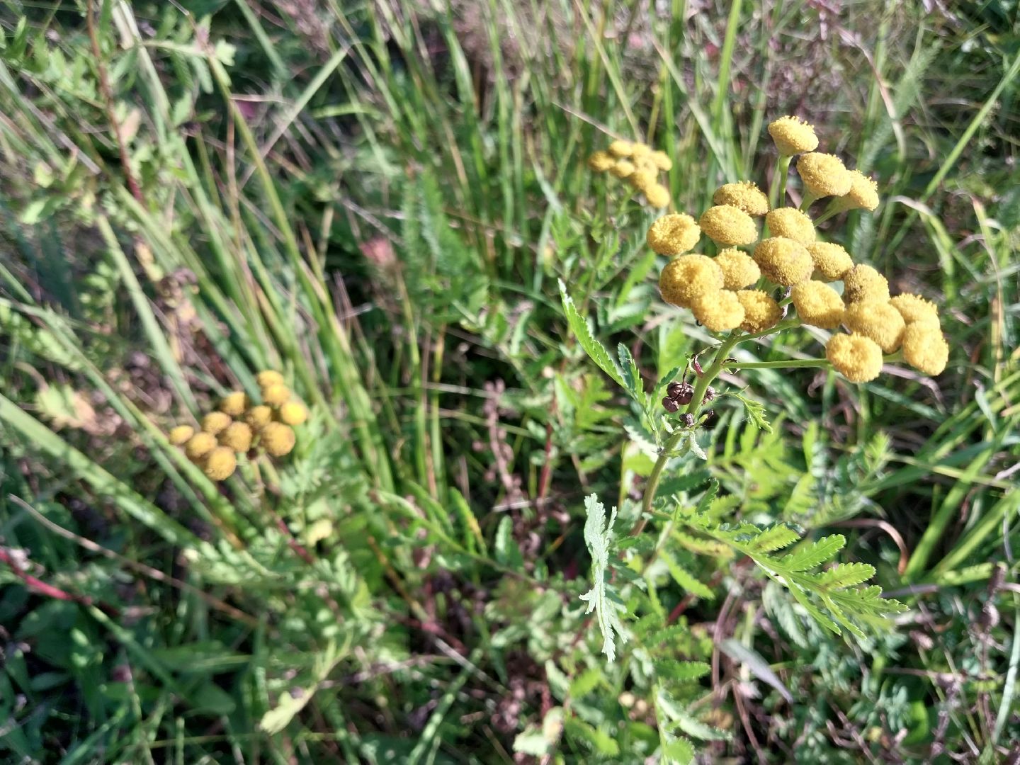 Коломна, лекарственные травы, подмосковье,