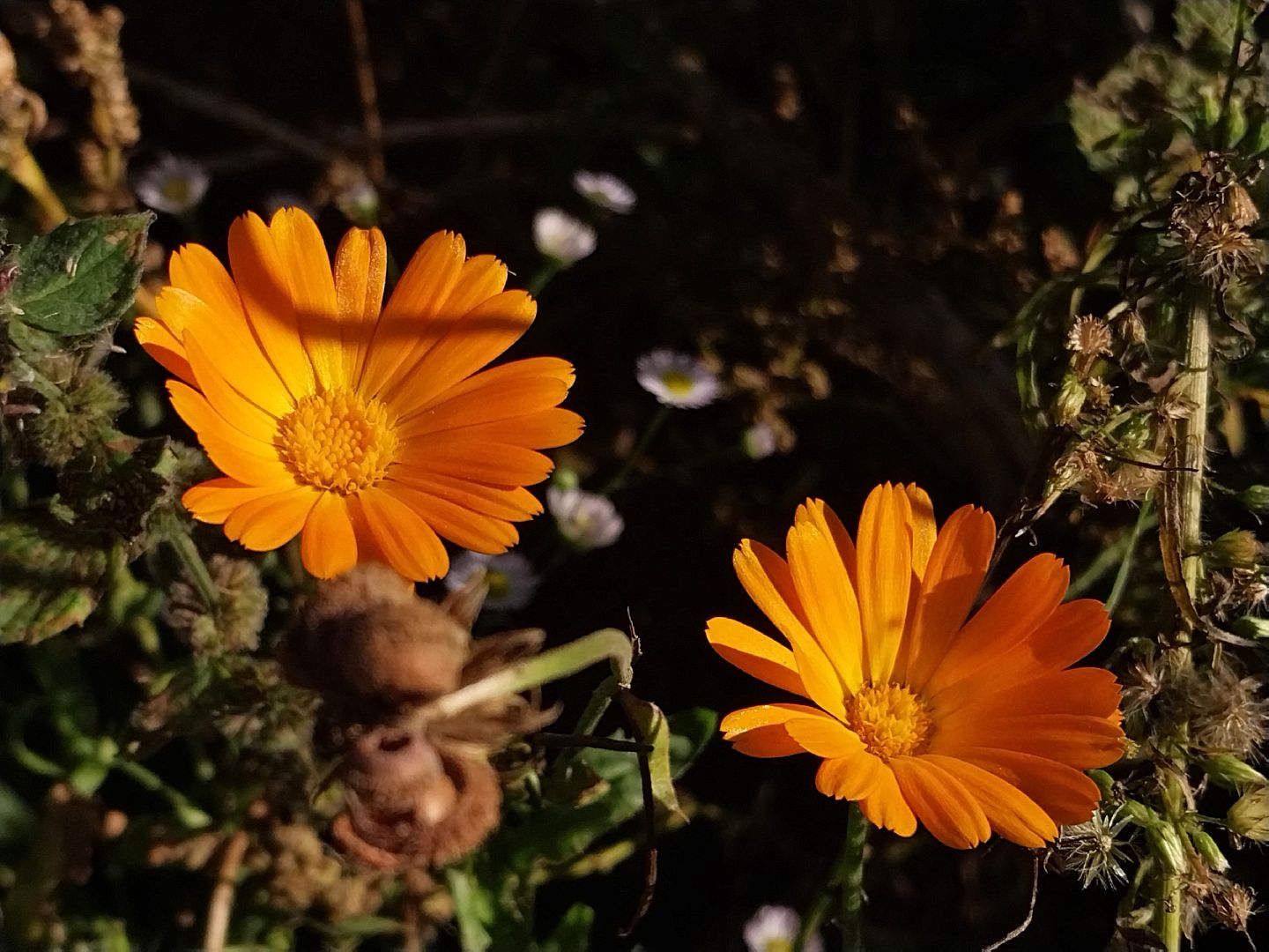 Коломна, лекарственные травы, подмосковье,