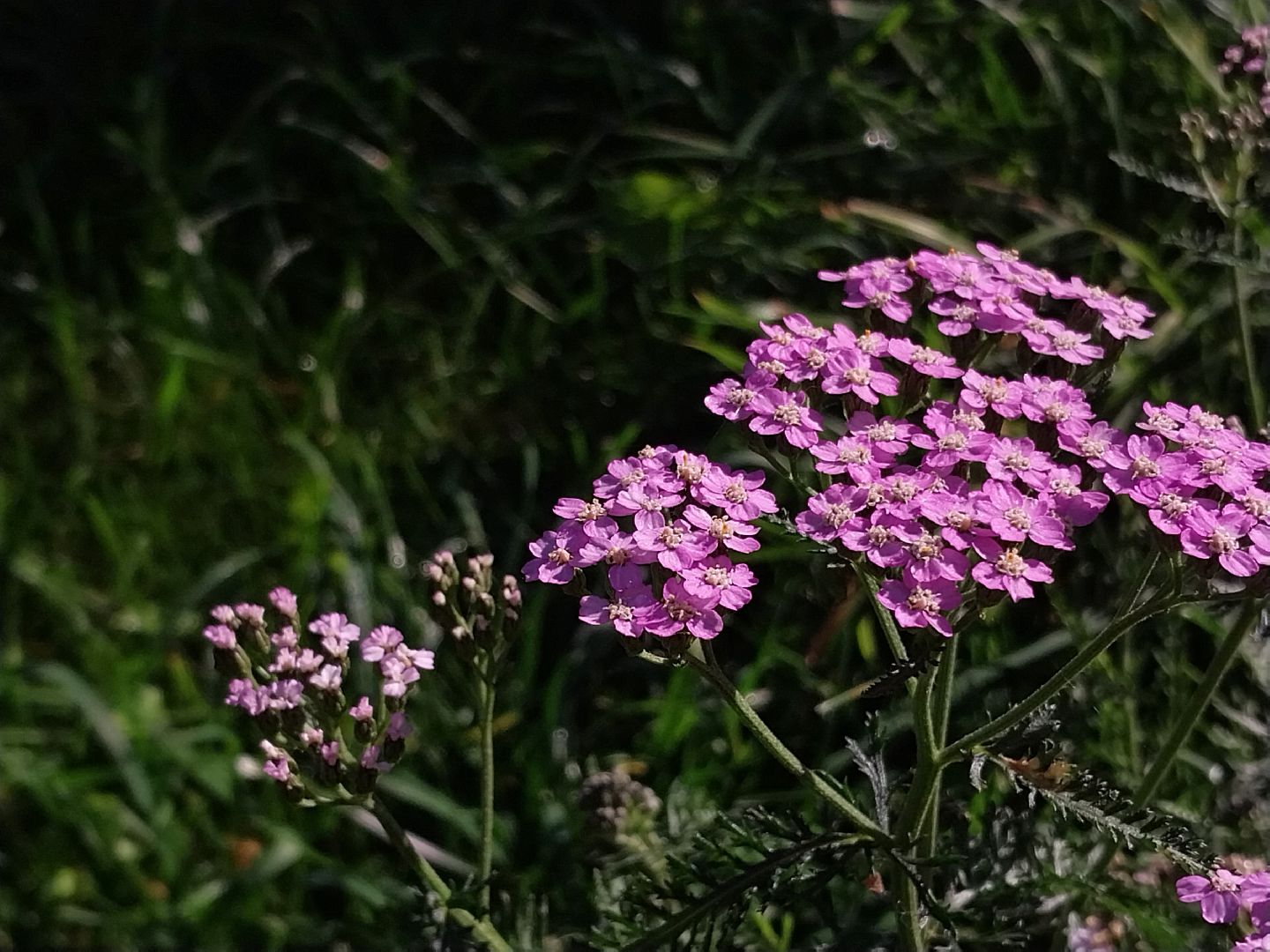 Коломна, лекарственные травы, подмосковье,