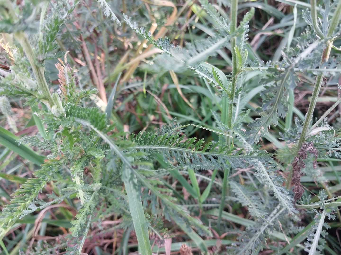 Коломна, лекарственные травы, подмосковье,