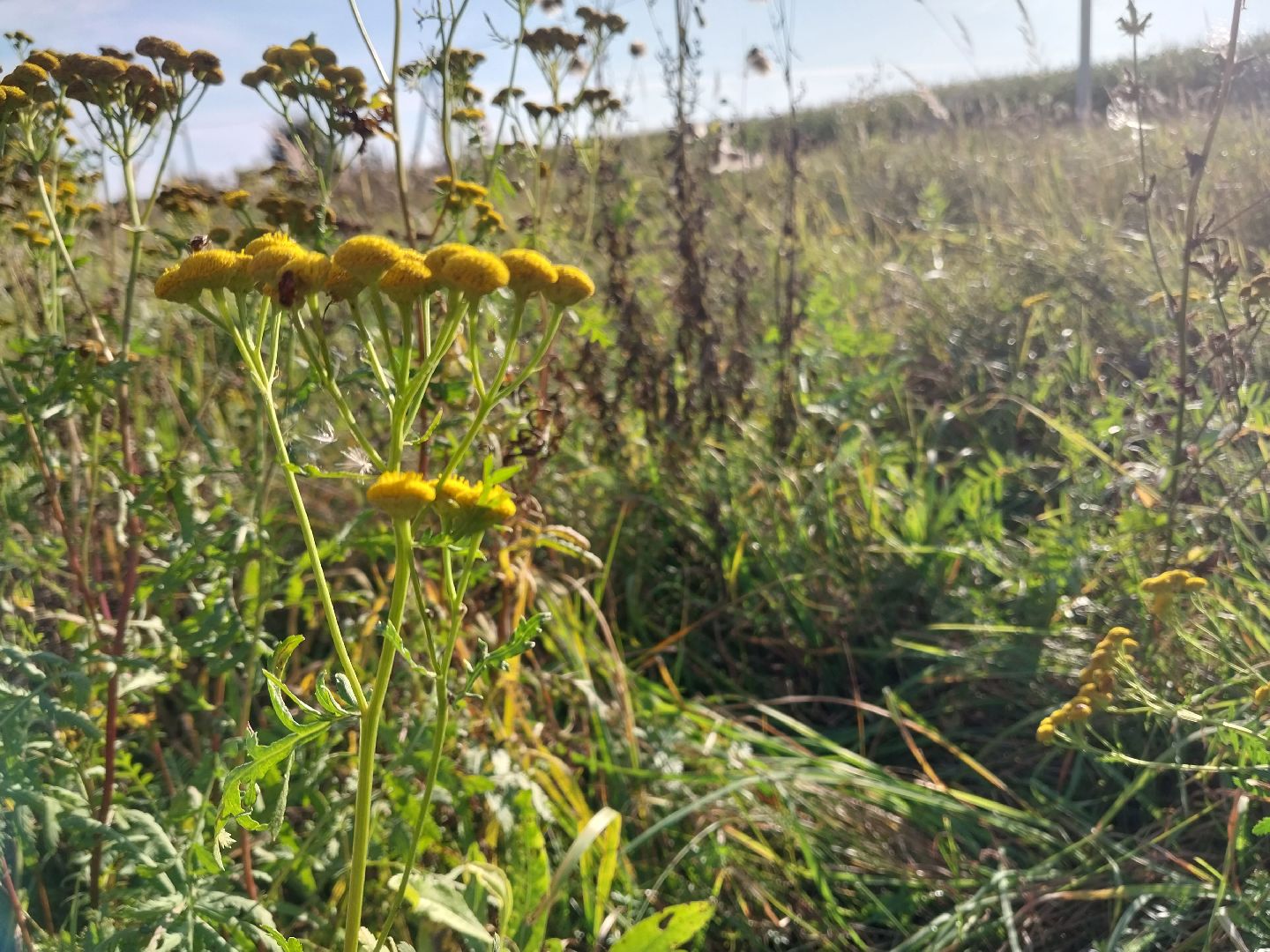 Коломна, лекарственные травы, подмосковье,