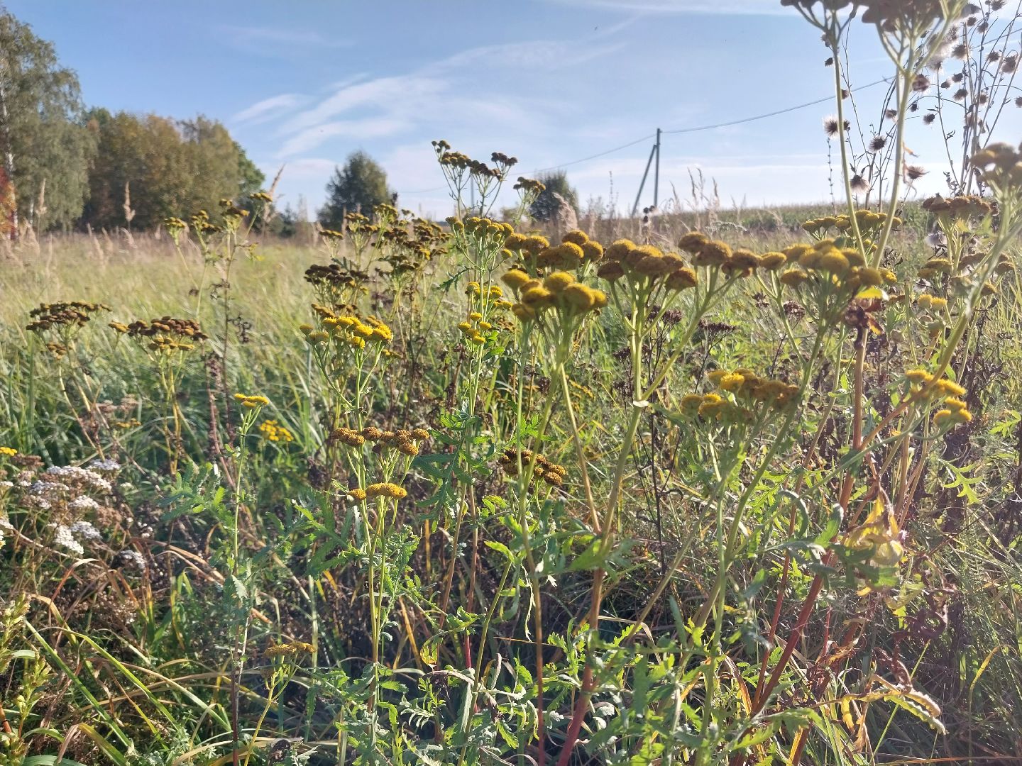 Коломна, лекарственные травы, подмосковье,