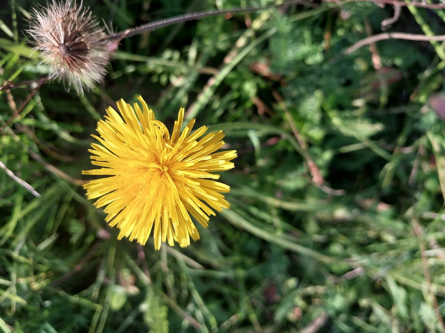 Коломна, лекарственные травы, подмосковье,