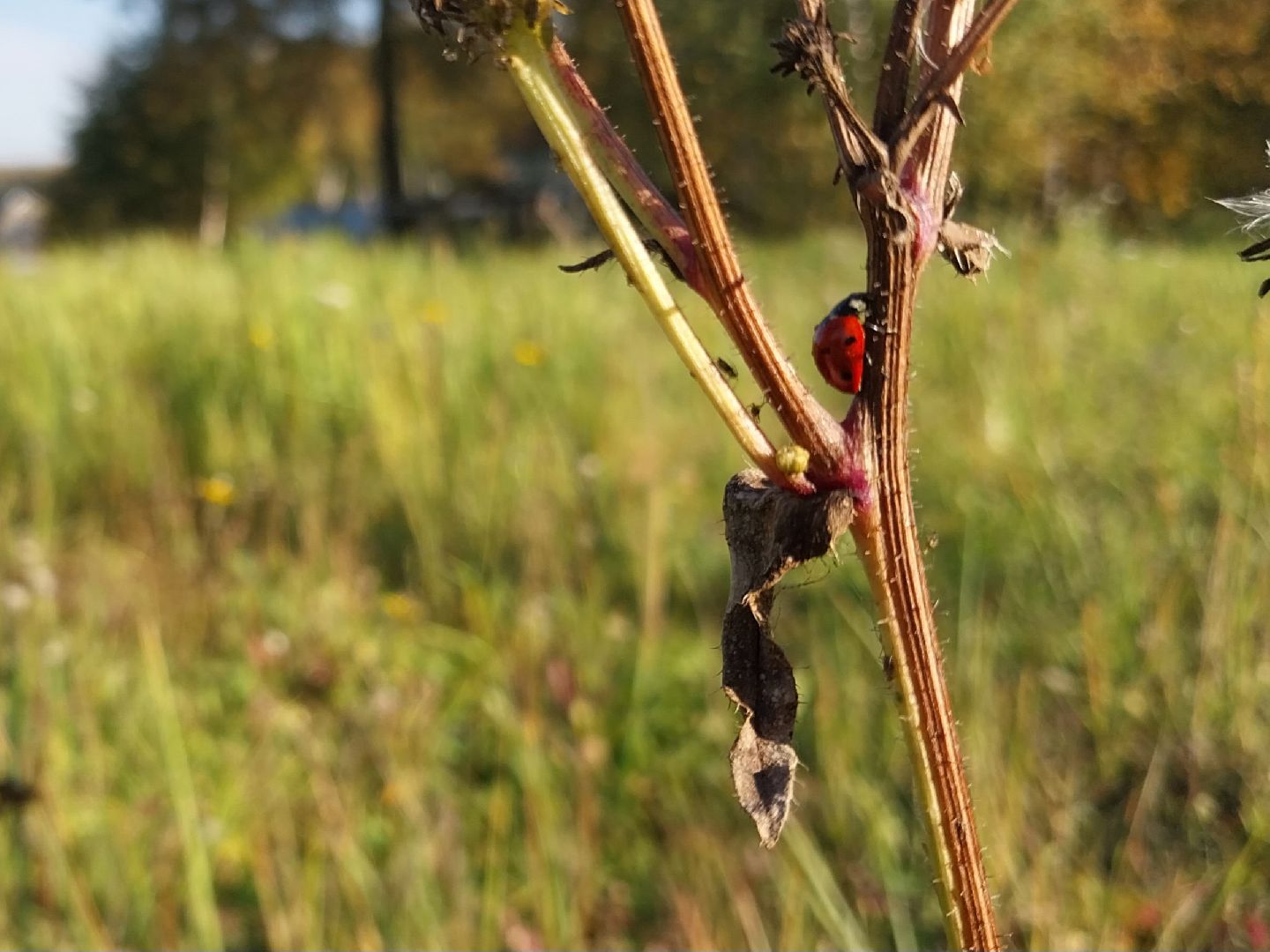 Коломна, лекарственные травы, подмосковье,
