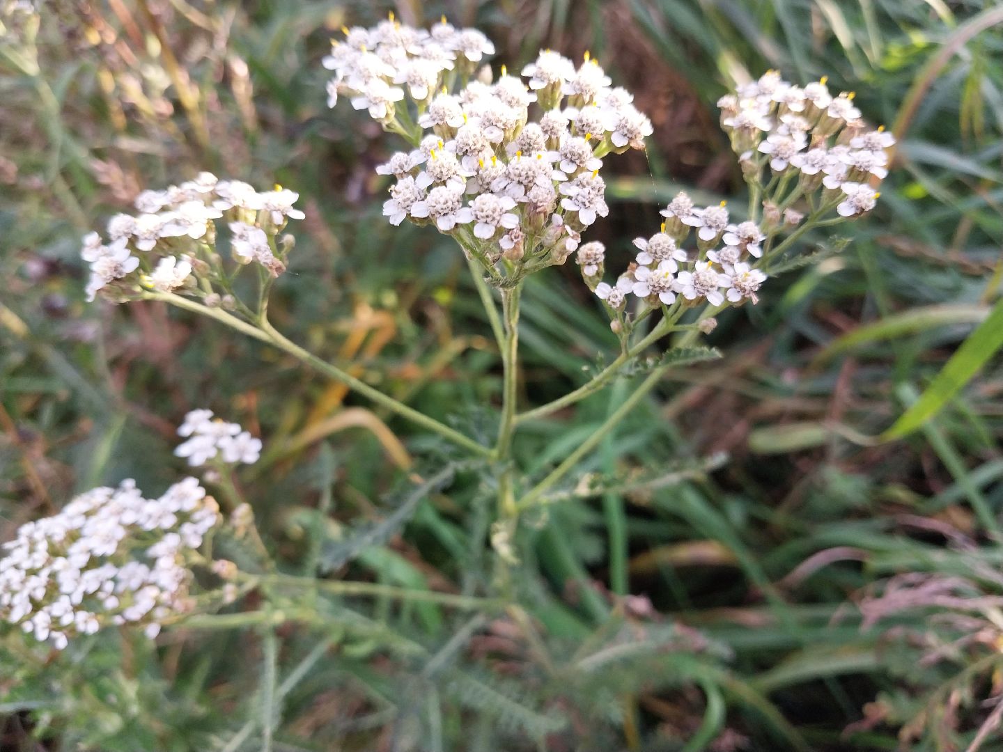 Коломна, лекарственные травы, подмосковье,