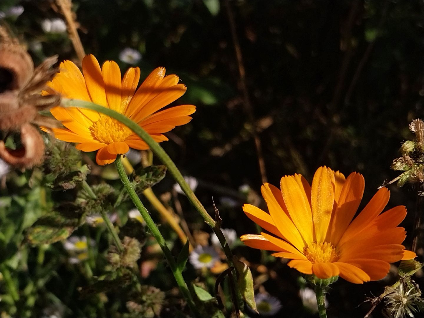 Коломна, лекарственные травы, подмосковье,