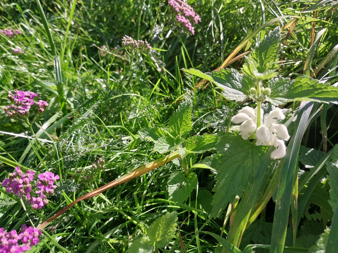 Коломна, лекарственные травы, подмосковье,