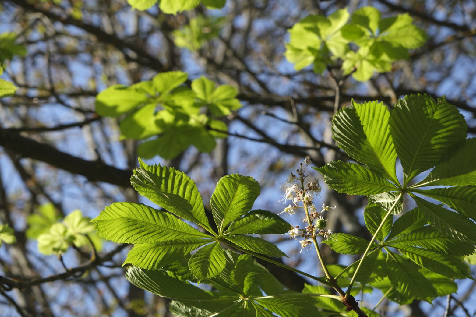Пущино, экология,