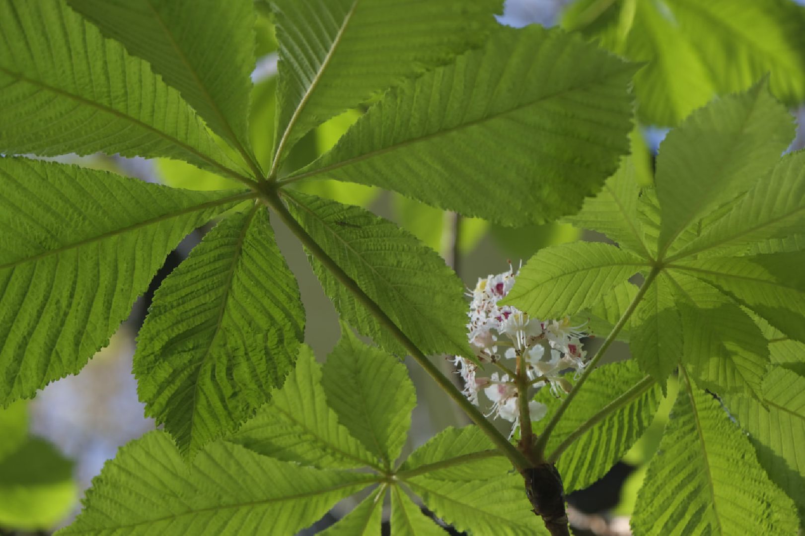 Пущино, экология,