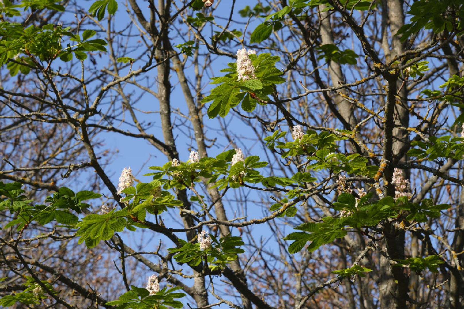 Пущино, экология,