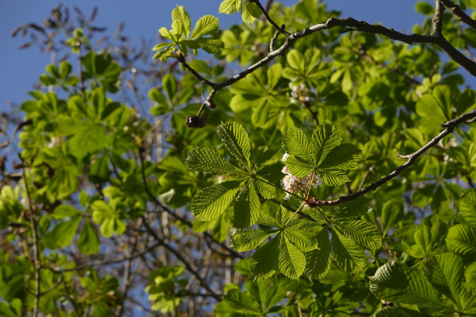 Пущино, экология,