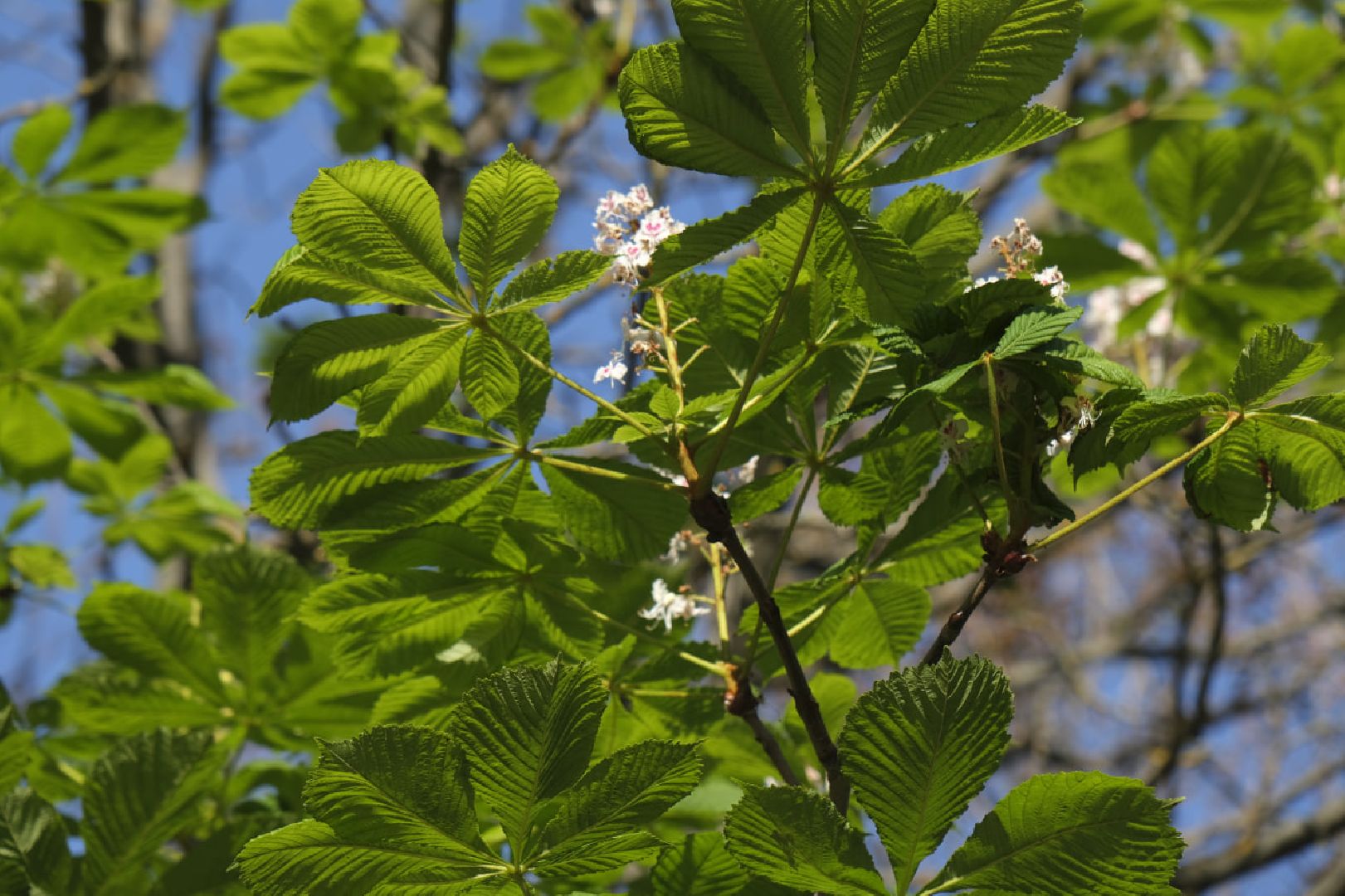 Пущино, экология,