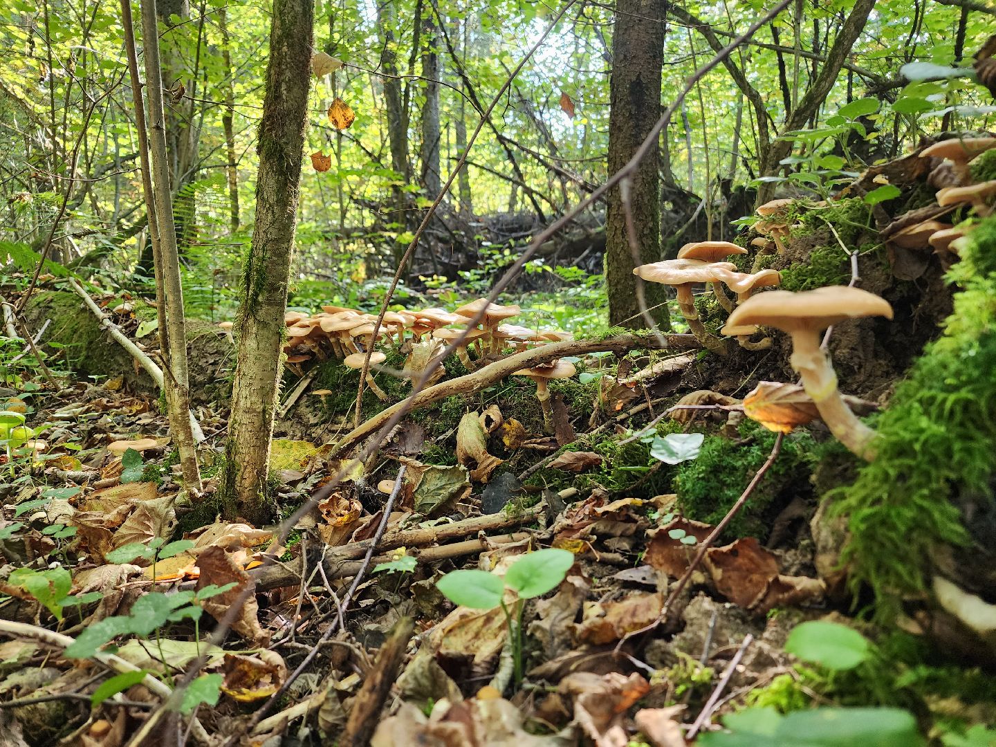 Нахабино, Грибы, Опята, Желябино,